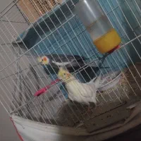 عروس هلندی ماده
