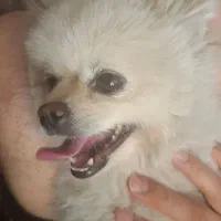 سگ پامر روباهی