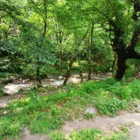 اجاره‌ویلا‌ماسوله‌‌جنگلی‌ورودخانه‌|اجارهٔ کوتاه‌مدت ویلا و باغ|ماسوله, |دیوار