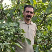 نهال گردو اصلاح شده با ریشه قوی