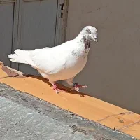 گمشده