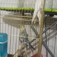 یه جفت عروس هلندی مولد جوان|پرنده|بردسیر, |دیوار