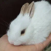 خرگوش