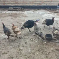 بوقلمون محلی