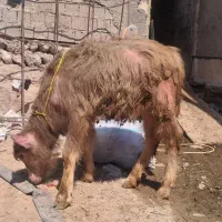 پوتا ماده از برترین نژاد گاومیش
