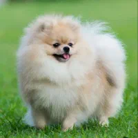 سگ گمشده|سگ|بندر کنگان, |دیوار