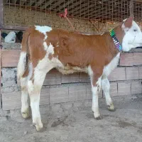 1عدد گوساله سیمینتال ماده قرمز شرابی اصیل جنس