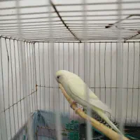 عروس هلندی کوتوله عشق|پرنده|مشهد, پنجتن|دیوار