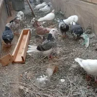 کبوتر|پرنده|رباطکریم, شهرک صنعتی نصیرآباد|دیوار