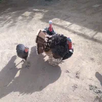 بوقلمون|حیوانات مزرعه|کوثر, |دیوار