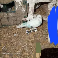 کفتر سالم|پرنده|گرمی, |دیوار