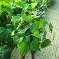 گل آپارتمانی پتوس|گل و گیاه طبیعی|تبریز, |دیوار