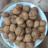 گردو امسالی|خوردنی و آشامیدنی|نیشابور, هفده شهریور|دیوار