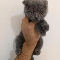 اسکاتیش ماده ۲ ماه|گربه|تهران, عباس‌آباد|دیوار
