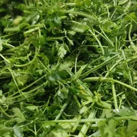 سبزی|خوردنی و آشامیدنی|مشهد, پورسینا|دیوار