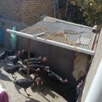 بوقلمون فروش