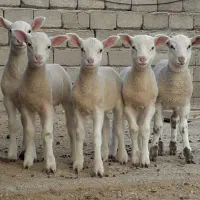 گوسفند بره نر و ماده رومن