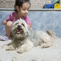 سگ نژاد شیتزو نر