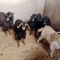 پنج راس بزغاله ماده