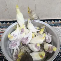 عروس آلبینو|پرنده|فسا, |دیوار