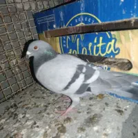 ۳تا کبوتر گرفتنی ارسال از اهواز