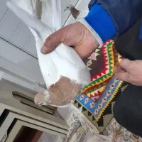 کبوتر|پرنده|دشتابی, |دیوار