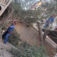 بریدن نخل قطع درخت هرس نخل سمپاشی نخل باغبانی|خدمات باغبانی و درختکاری|اهواز, شهرک نفت|دیوار