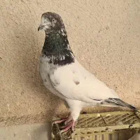 کبوترهای پرشی بشرط و ضمانت