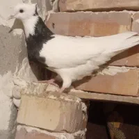 طوقی ماده تازه بالغ