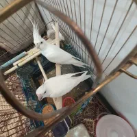 جفت‌عروس‌آلبینو‌مولد‌