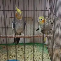 عروس هلندی مولد|پرنده|دلیجان, |دیوار