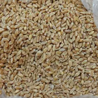 گندم آبی بوجار شده پیشگام