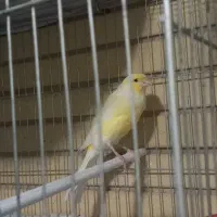 فروش  قناری ماده‌