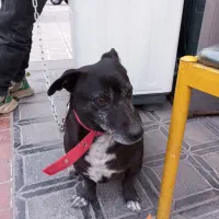 سگ پا کوتاه سوسیسی