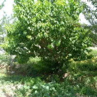 باغ چهاردیواری ۱۵۰۰متر دربهترین لوکیشن دهشادشهریار