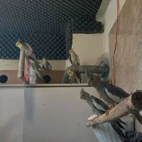 ۸ تا عروس هلندی آهویی ۴ تا جفت شدن و ۲ تا سخنگو