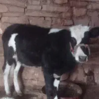 گوساله|حیوانات مزرعه|مسجد سلیمان, |دیوار