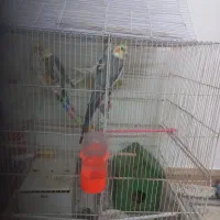 عروس هلندی|پرنده|مشهد, ایوان|دیوار