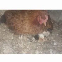 مرغ محلی عکس دوم