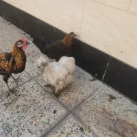 مرغ و خروس محلی