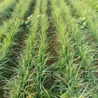 فروش سبزی خورشتی خام و تازه تحویل درب منزل رایگان