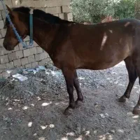 اخته فروشی باری سواری|حیوانات مزرعه|پیرانشهر, |دیوار