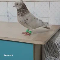 به قیمت خوب