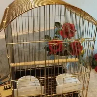 فروش انواع قفس