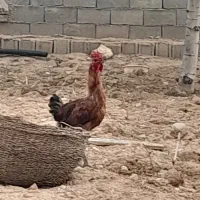 مرغ و خروس محلی اصیل