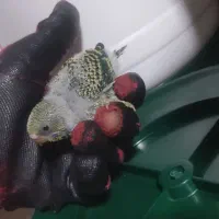 مرغ عشق