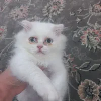 گربه پرشین اسکاتیش فولد چشم آبی