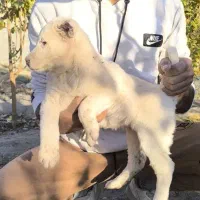 سگ قدر جونی|سگ|سیرجان, |دیوار