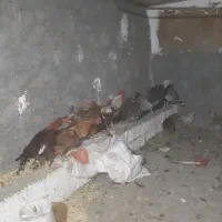 ۲۰عددمرغ تخم گذارکه روز۴۰۰هزارتومان پول تخماشون