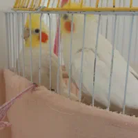 عروس هلندی